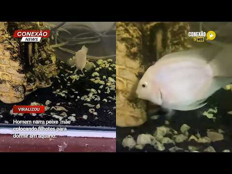 Vídeo: Homem narra peixe ‘mãe’ colocando filhotes para dormir em aquário.