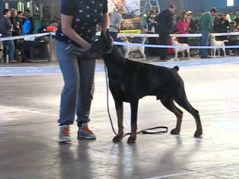 Oro y Plata De Grande Vinko