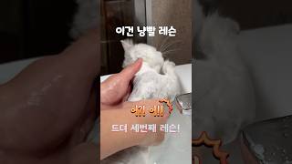 이건 첫번째 레슨: 냥빨