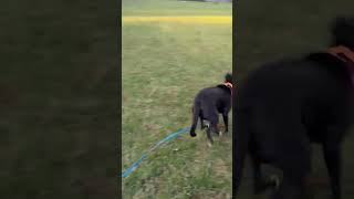Video preview image #1 Australian Kelpie Puppy For Sale in Westminster, MD, USA