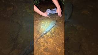 Download lagu Catching big snakehead fish using plastic bags 😱 #fishing #haruan #chana mp3