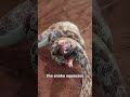 How snake kills rat|3D Animation Video|Simply_Explained