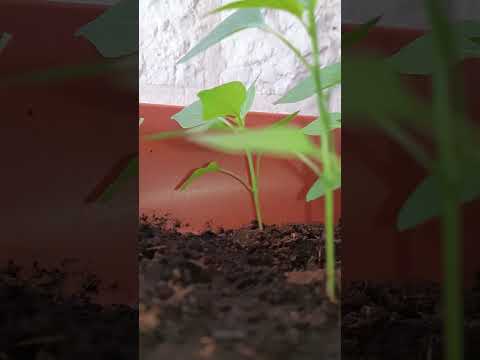 , title : 'Jalapeno pepper plants #shorts #jalapeño #pepper #planting #shortvideo'
