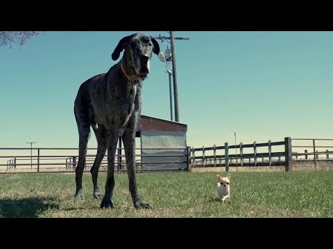 Ontario Woman Thinks She Has The World’s Smallest Dog - Mix 103.1