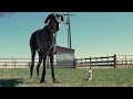 World S Tallest And Shortest Dogs Meet Sniff Play