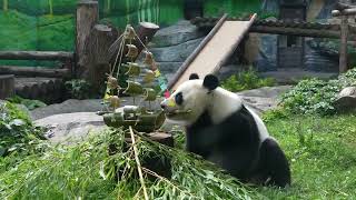 🐼Panda Katyusha received the most unusual birthday gift!🐼 #short #panda #china #usa #animalshorts