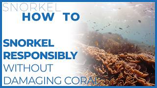 How to Snorkel Responsibly Without Damaging Coral Reefs w/ @AnthonysKey