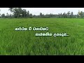 සාර්ථක වී වගාවකට තාක්ෂණික උපදෙස් Department 