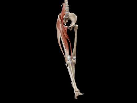 Flexion at Hip Joint|       #hipjoint #pelvic #femur