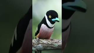 Download lagu Burung sempur hujan rimba/ black yellow broadbill mp3
