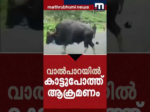 വാൽപാറയിൽ വിനോദസഞ്ചാരികൾക്ക് നേരെ കാട്ടുപോത്ത് ആക്രമണം; യുവതിക്ക് പരിക്ക്
