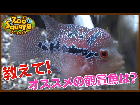 ズースクエア岡崎店＿＃５　アクア編