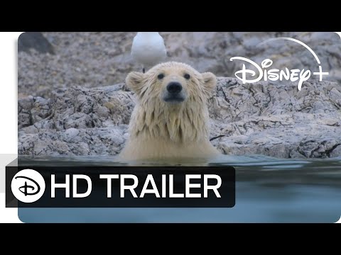 Trailer-Vorschau: Eisbären