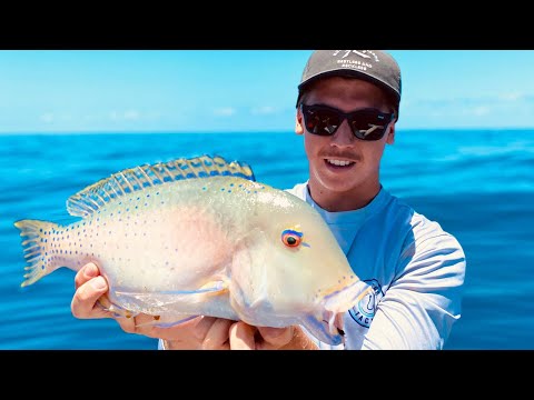 Jigging 60km offshore & Diving with Sharks, Crayfish & Eagle rays. (Robinson Brothers) ep55