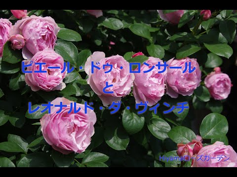 フロリバンダ「レッド・レオナルド・ダ・ヴィンチ」 植物