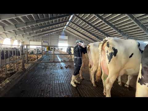 , title : 'Pretty Girl Washing Cows Udder, does Cows Pregnant Test, Feeding Calves Milk, Milking,Farming'