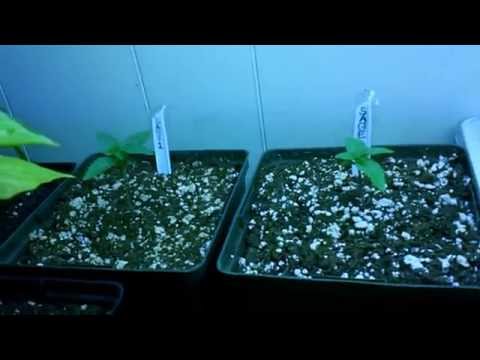 6 Vanilla Kush @ Day 62 of flower cycle - 10 in veg - 13 sexing + Pepper plants