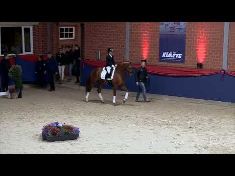 PJETHRO v. Kjento x Desperado x Houston Hengste 2024 www.klatte.de