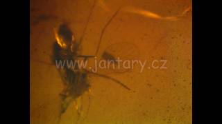 Druhohorní jantar z Myanmaru JHI-15