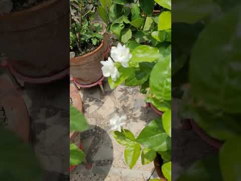 Jasmine(bel)flower smells so gud😊 #greenland #growwithme #plants #flower #shortsfeed #shortsyoutube