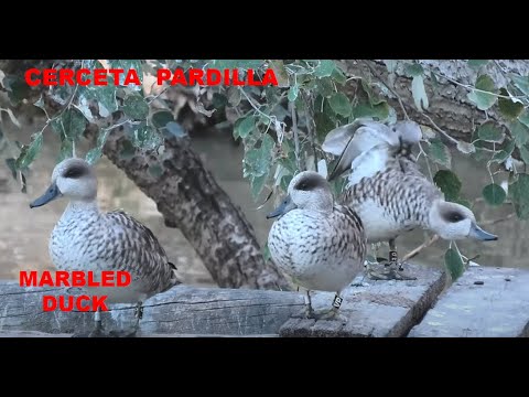 CERCETA PARDILLA | MARBLED DUCK 1 Marmaronetta angustir