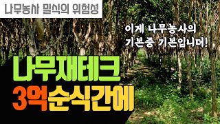 밀식의 위험성 : 나무재테크 3억 투자 잃지 않으려면 | 나무대장