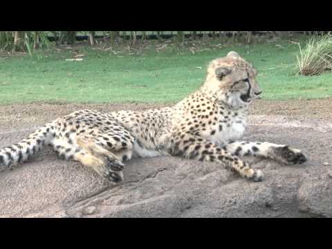 Busch Gardens-猎豹与动物策展人蒂姆·史密斯（Tim Smith）采访