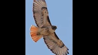 Red-Tailed Hawk Animal Totem and Spirit Guide Discussion