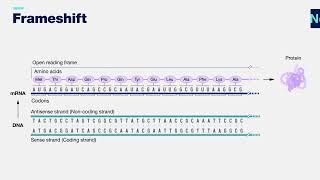 Frameshift mutation 3-D