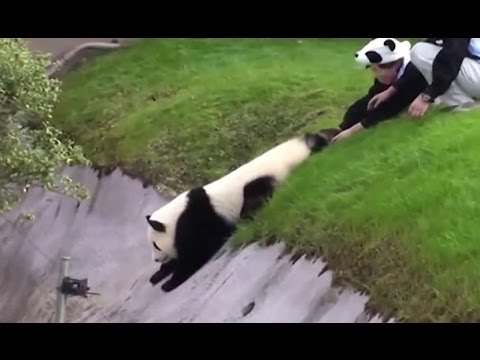 Sevimli panda bakıcılarını böyle uğraştırdı