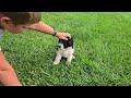 Portuguese Water Dog dogs for sale: Sampson - Video 2