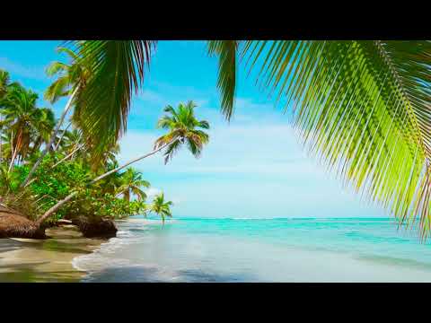 4k Palm Forest on the Beach. Relaxing Ocean Waves, Nature Sounds, Ocean Sounds for Sleep Meditation.