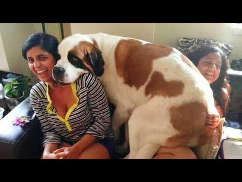 Le gros chien se prend pour un chien de salon ! 🤣 funny dog video