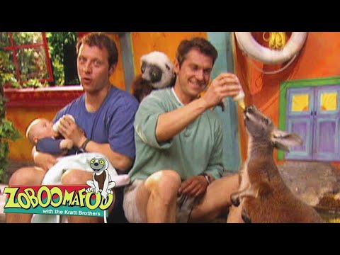 How Animals Grow Big & Strong! Baby Kangaroo Fun! | Zoboomafoo - WildBrain | Full Episodes