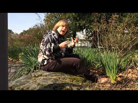 #4 Frauenmantel - PFLANZENPOWER mit Hilke Steinecke