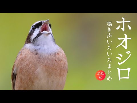 IUCN分類における絶滅の危険性を示す図。
