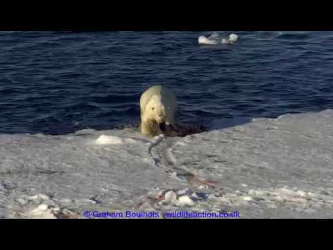 Raw power! Huge male polar bear defends his seal kill from an interested female.