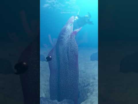 Morena gigante atrapa un SUBMARINO I #shorts