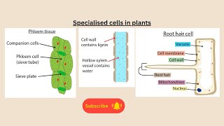 Specialised cells in plants for AQA GCSE Biology and Combined Science