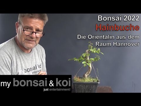 Bonsai 2022-30 - Hainbuche - Carpinus orientalis - Die Orientalin aus dem Raum Hannover