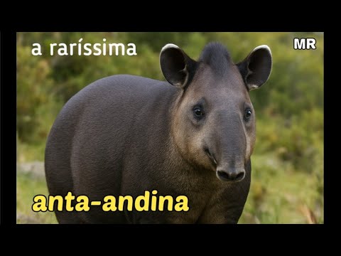 CONHEÇA A ANTA-ANDINA|UMA DESCONHECIDA E CURIOSA ESPÉCIE DAS MONTANHAS SUL-AMERICANAS!!
