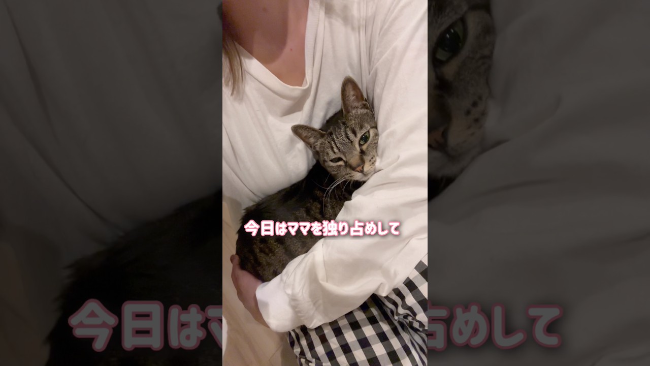 いつもは我慢してる猫がママを独り占めしたいとこうなります【とらまる】