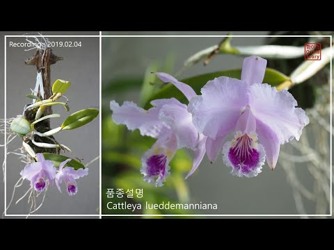 , title : '카틀레야 루뎀마니아 품종설명  Cattleya lueddemanniana in 2019  [화이의 난초 이야기]'