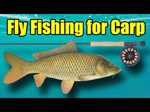 Fly Fishing for Carp – A Beginners Guide to Carp Fishing with a Fly Rod