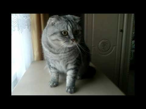 Шухер! Пора линять! Забавный котик- Моня. Funny cat.