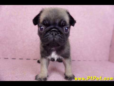 09/08巴哥公幼犬1號(新北樹林)