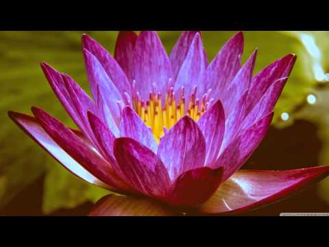 nice colourful flowers.