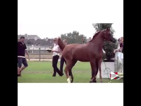 MAJEEDAH CF  2011 BAY MARE  WH JUSTICE  X MAHARANI 2