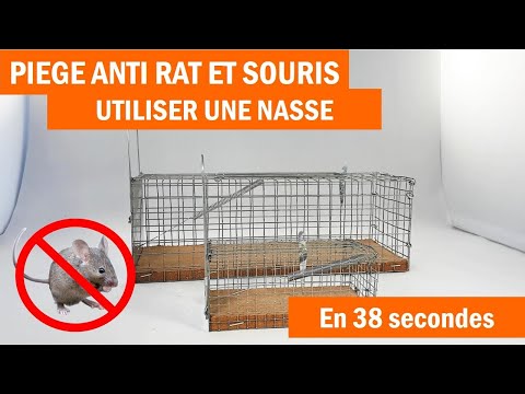 Piège à rat, piège à souris nasse, comment les utiliser ?