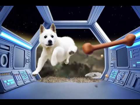 Ep 18. Zero Gravity #ZeroGravity #SpaceDog #Floating